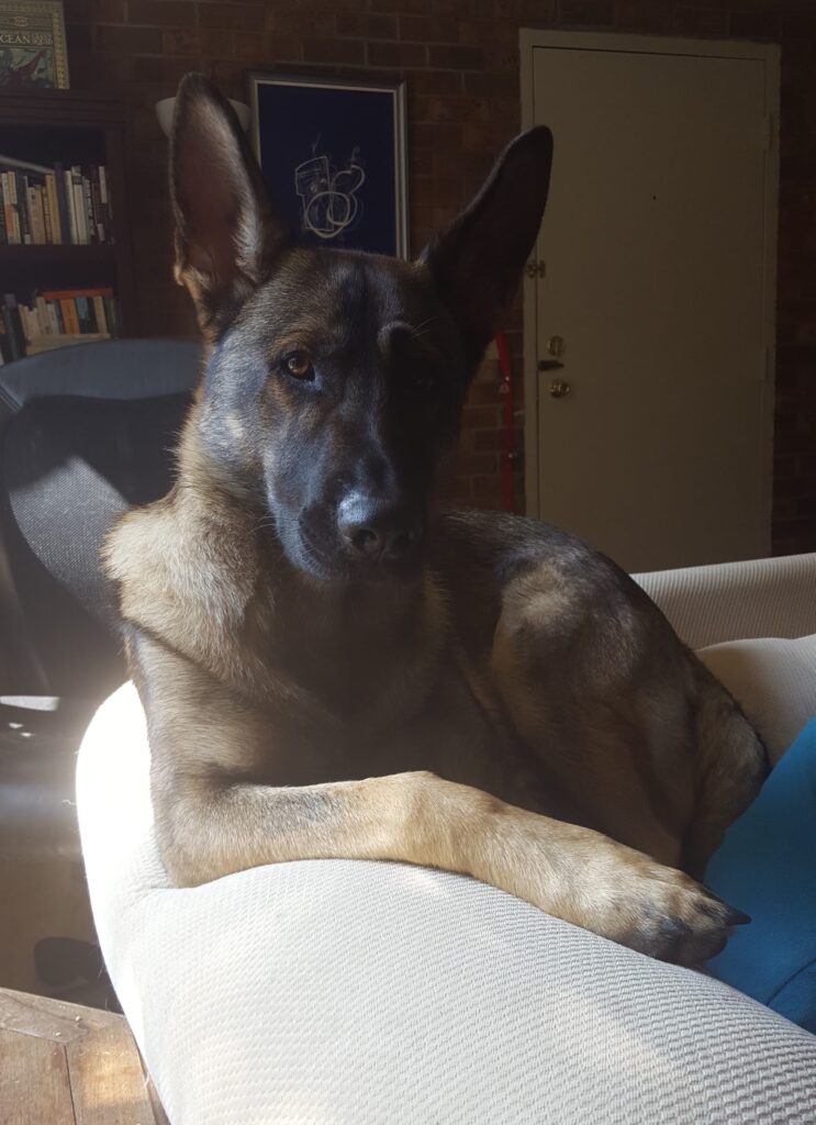 A German Shepherd reclines on a couch.