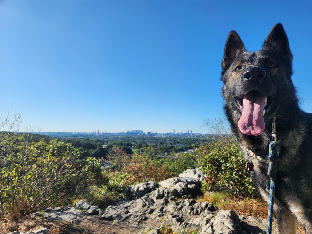 A dog faces forward in front of a city vista.