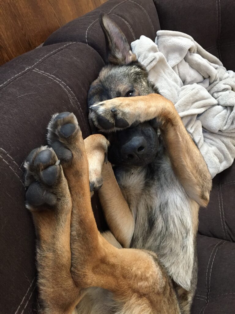 A German Shepherd Dog showing his belly.
